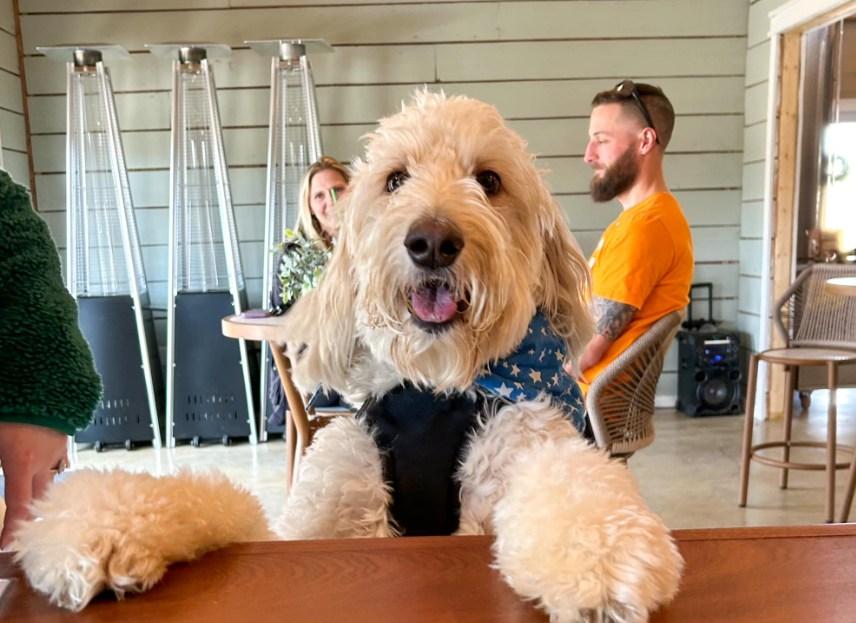 Pet Friendly Spring Market at Walnut Springs Winery