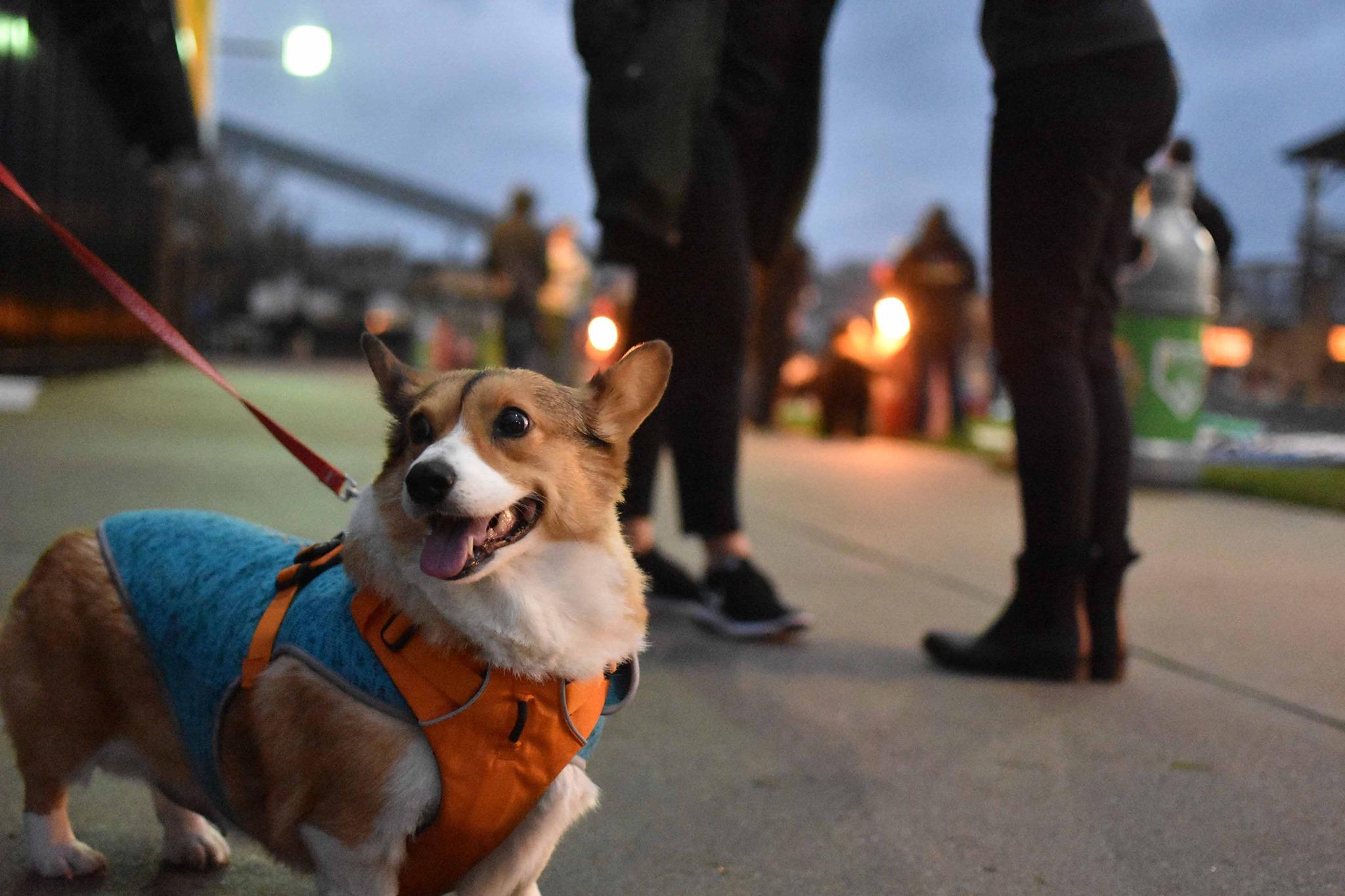 Dog Events In Indianapolis In Bringfido