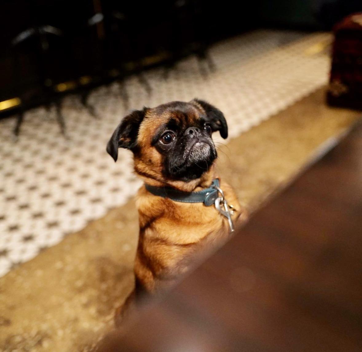 Pet Friendly Dog-Friendly Market