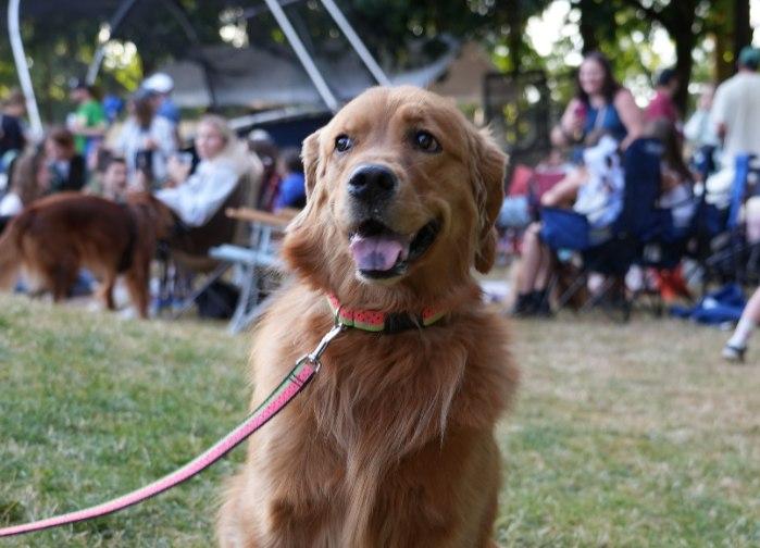 Pet Friendly Woof Wednesdays with the Portland Pickles
