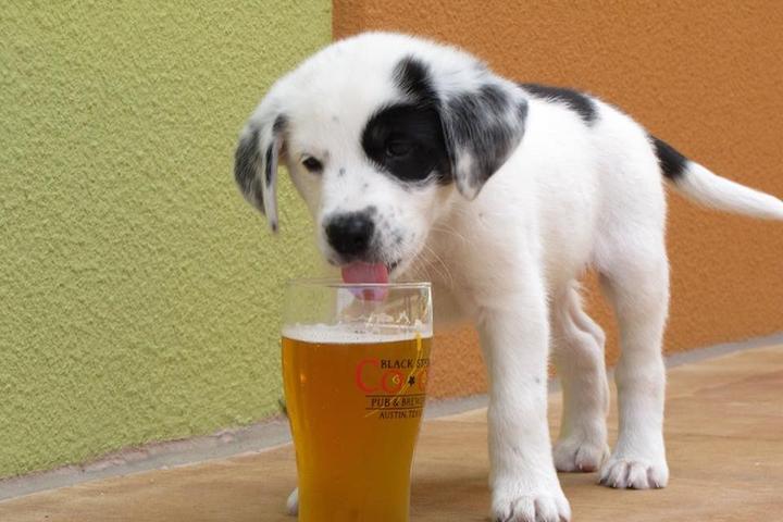 Pet Friendly Yappy Hour at Pinellas Ale Works Benefitting Pet Pal Animal Shelter