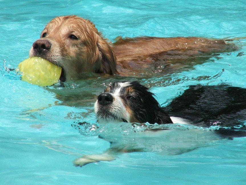 Pet Friendly Doggy Swim Day