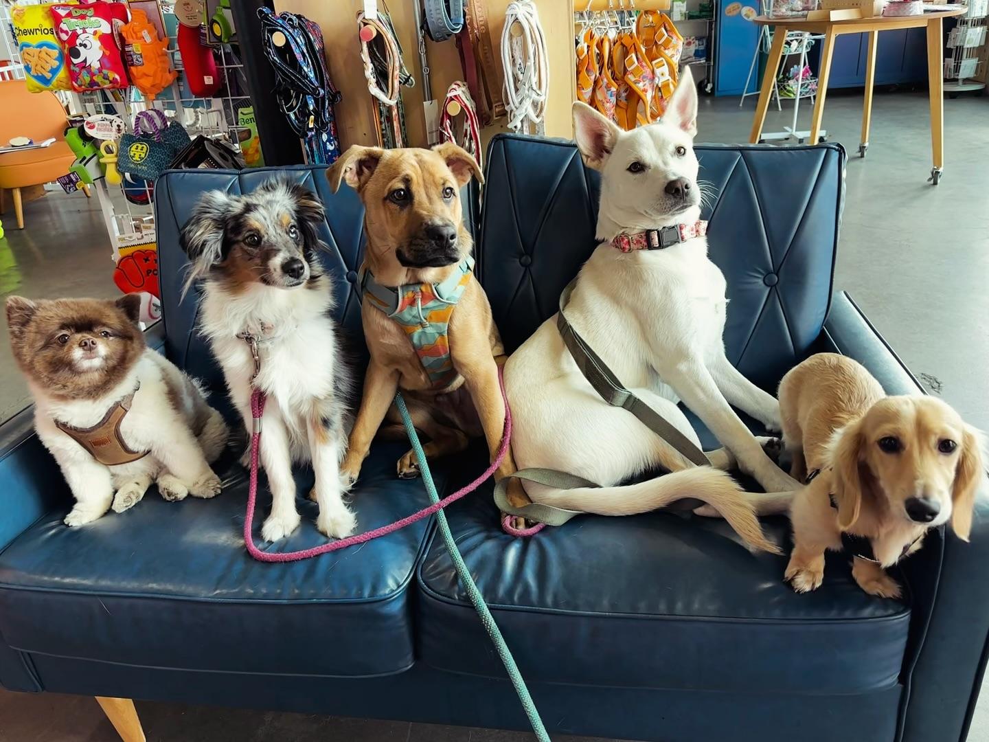 Pet Friendly Summer Bark Bash