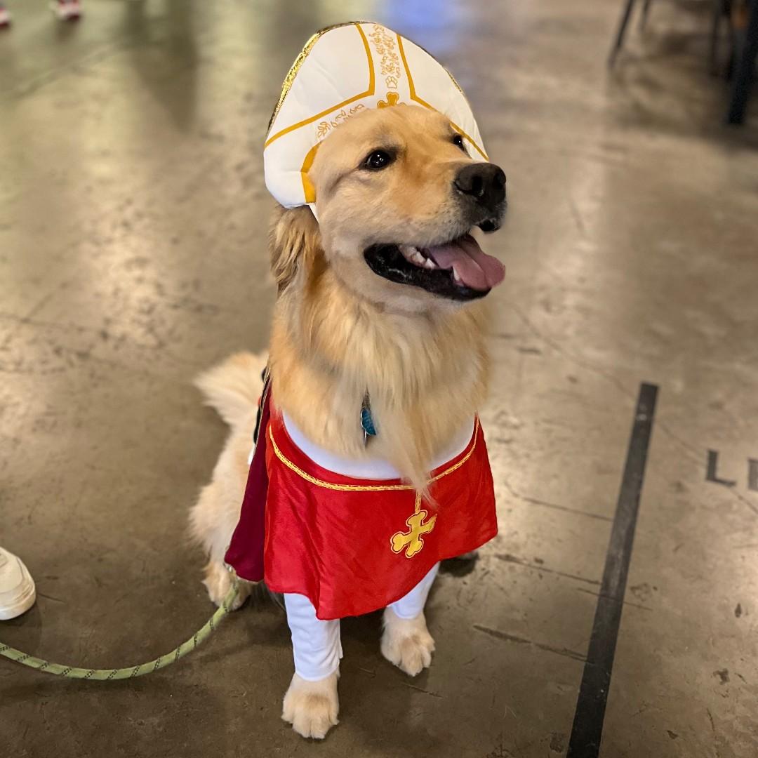 Pet Friendly Wag-O-Ween Halloween Dog Costume Contest