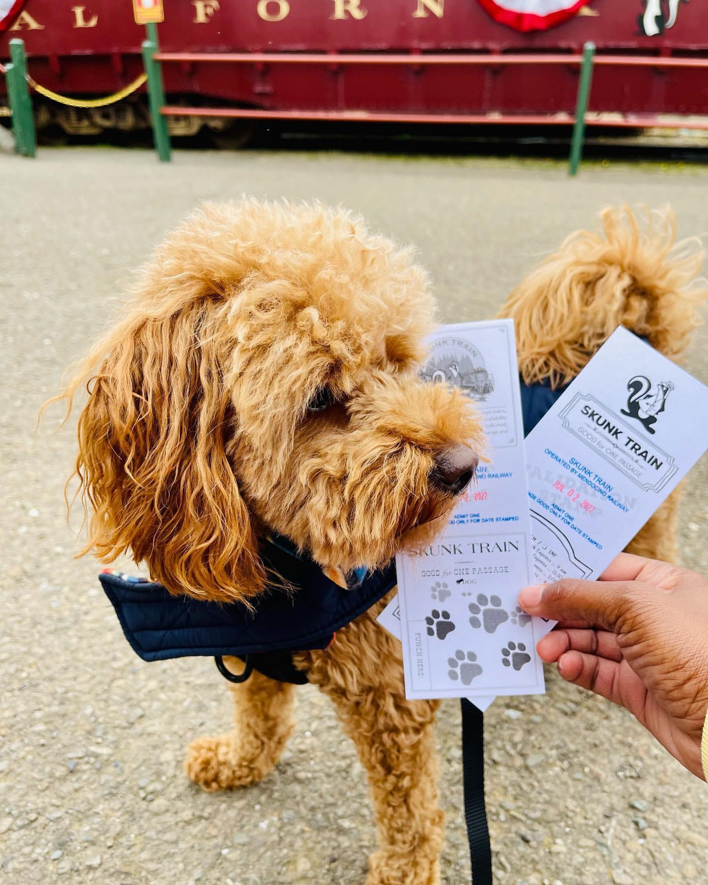 Dog-Friendly Events in the Bay Area, Summer 2023