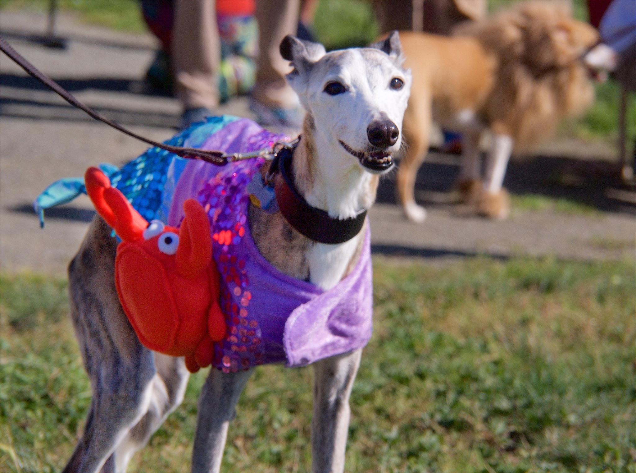 Pet Friendly Barktoberfest