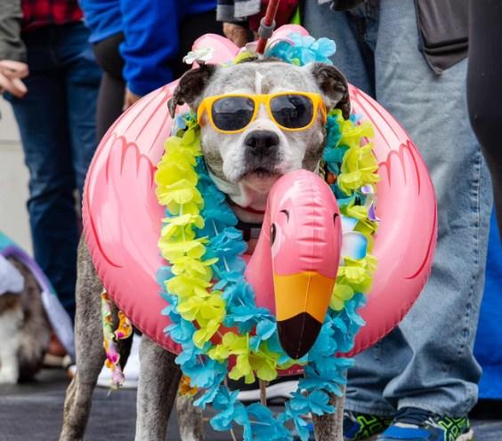 Pet Friendly Music in the Park