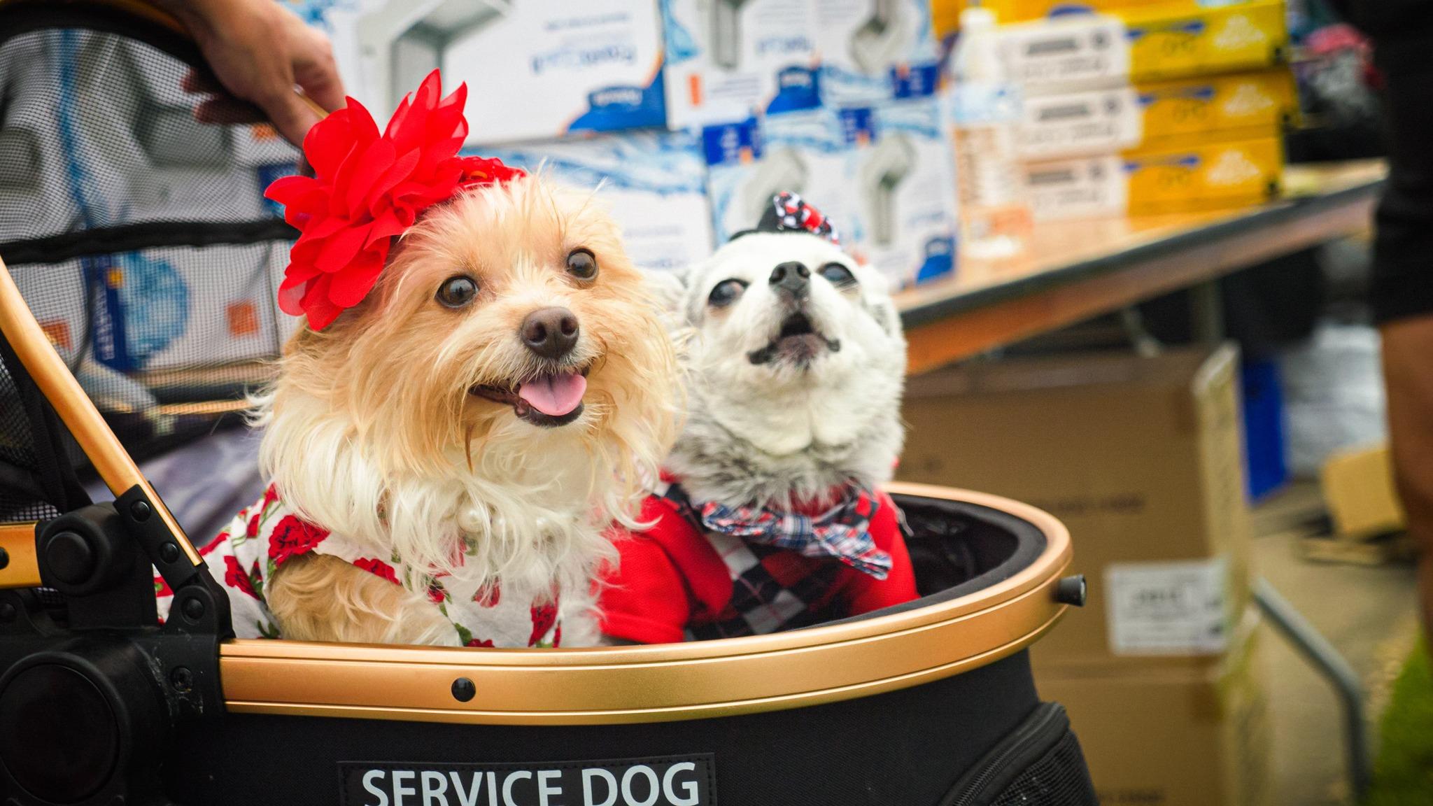 Pet Friendly Lone Star Bark: The Ultimate Doggie Carnival