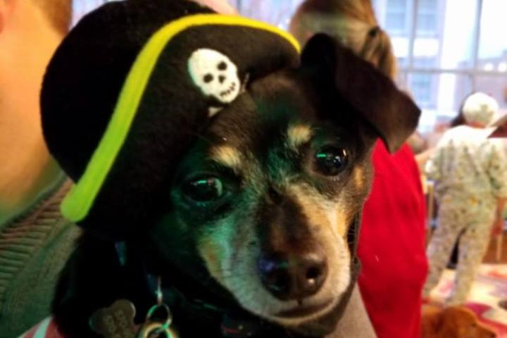 Dog Friendly Activities Savannah Ga: Unleash the Fun