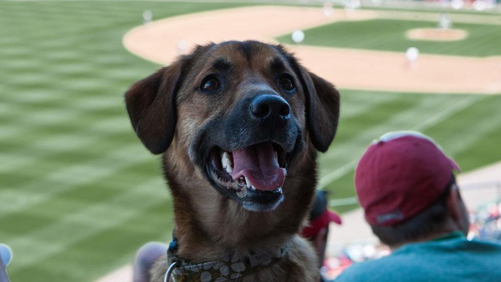 Bark in the Park July 6 at Fluor Field