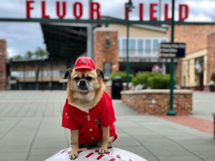 Pet Friendly Bark in the Park with the Greenville Drive