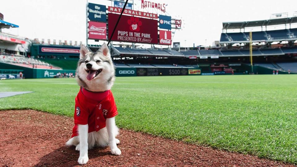 Want to take your dog to a Nationals game? Here's how you can.
