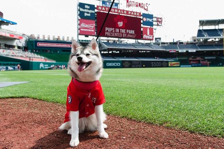 Pet Friendly Pups in the Park with the Washington Nationals
