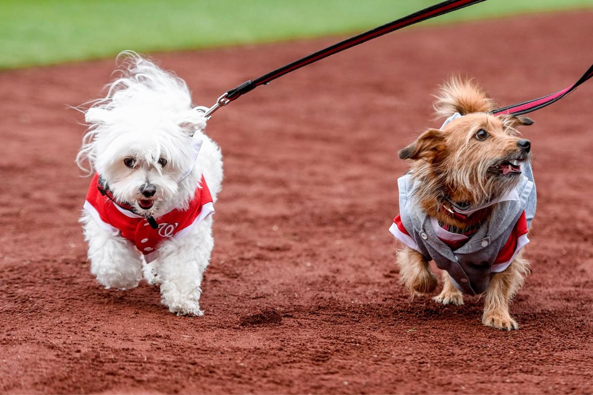 POSTPONED Pups in the Park with the Washington Nationals