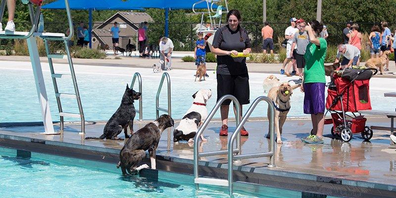 Pet Friendly Paws In The Pool