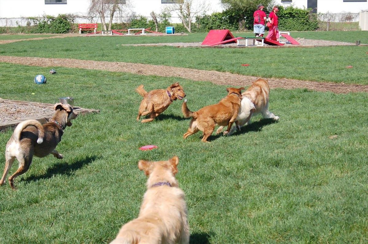 Canceled Red Dog S Mutt Market