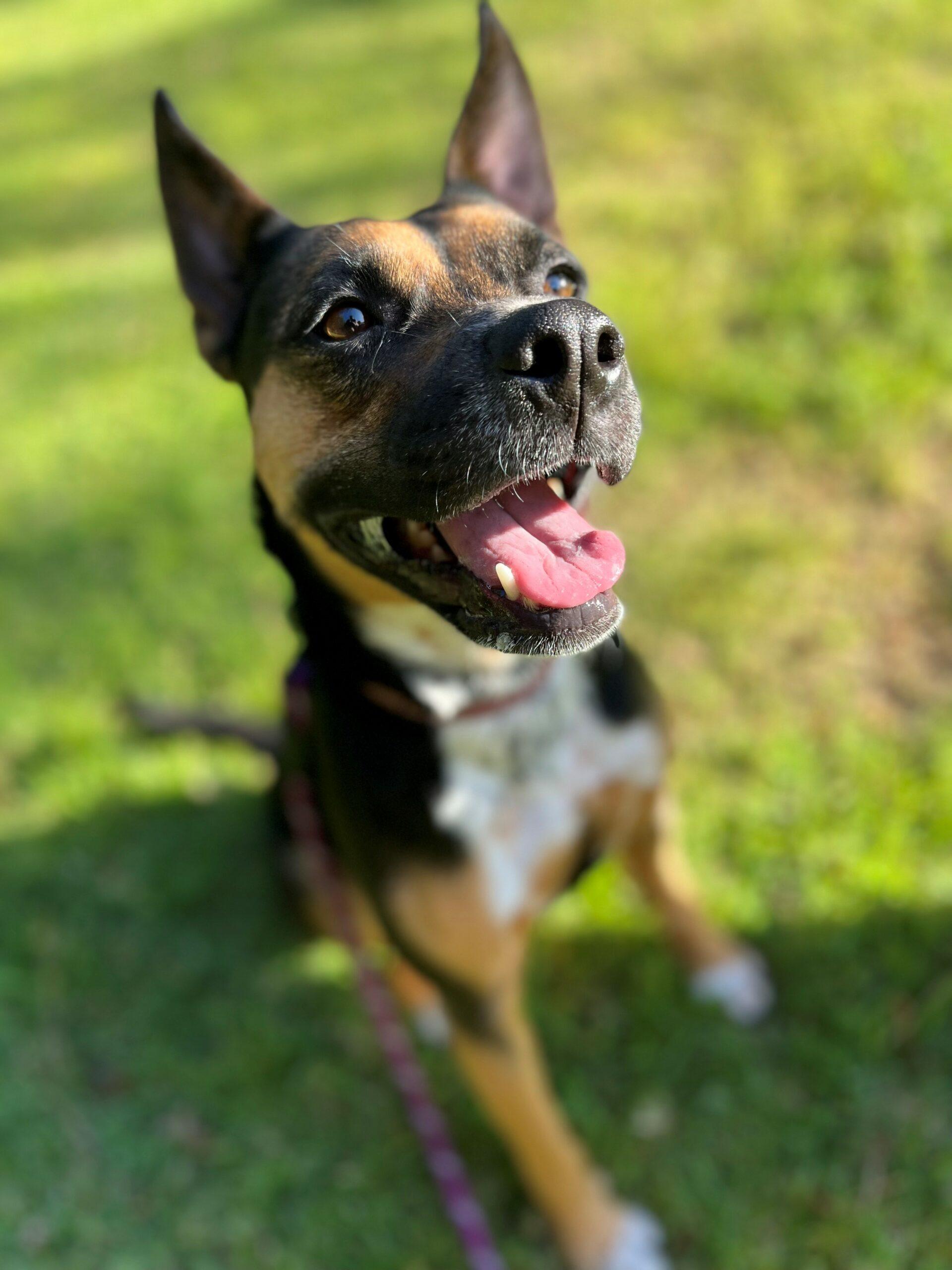 Pet Friendly Paws and Pastries at the Bark Park