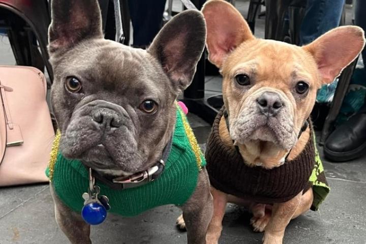 Pet Friendly Chicago French Bulldog Rescue Pup Prom