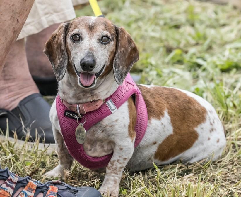 Pet Friendly Boonerang Music & Arts Festival