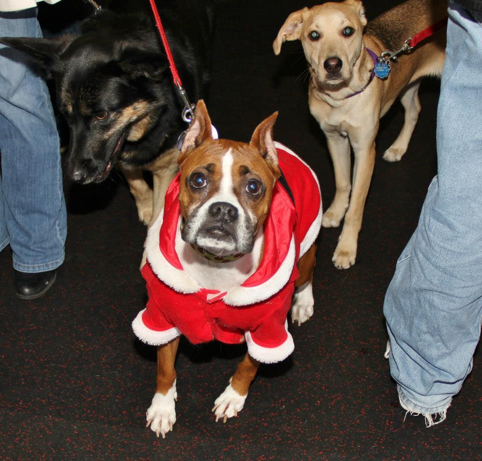 dog-events-in-st-anthony-mn-bringfido