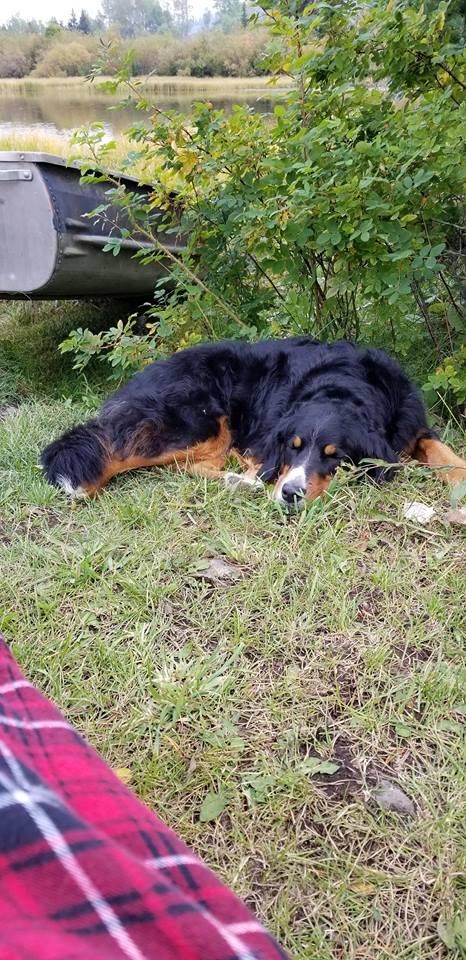 green mountain canine camp