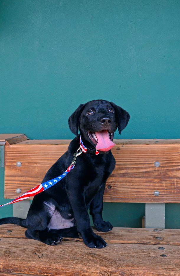 Pet Friendly Bark in the Park with the Greensboro Grasshoppers