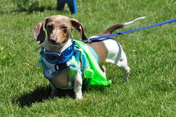 Canceled Westport Dog Festival