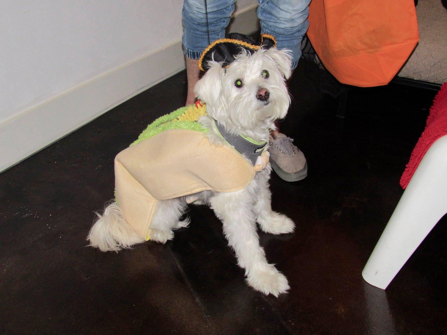 Pet Friendly Haunted Howl-O-Ween Party for Dogs