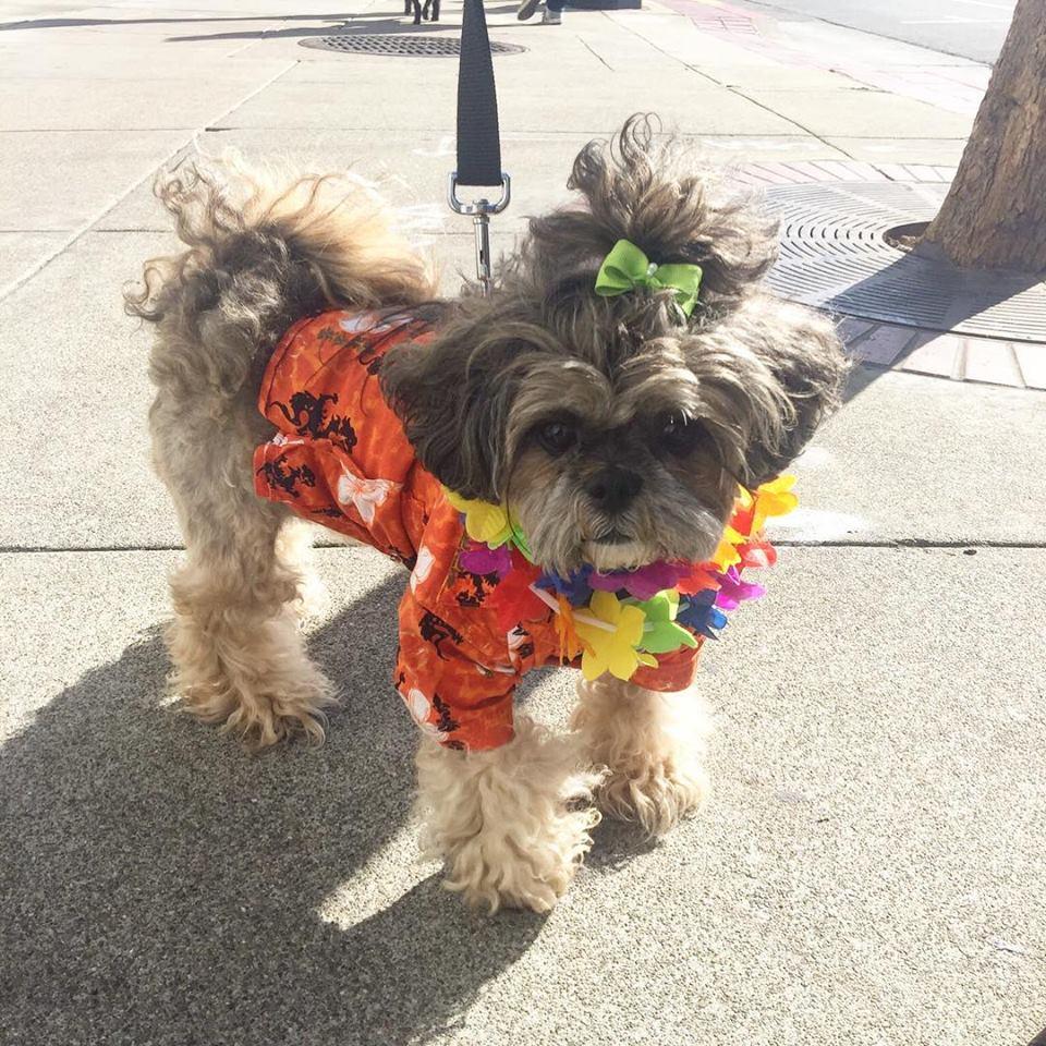 Red Dog Labrador Luau