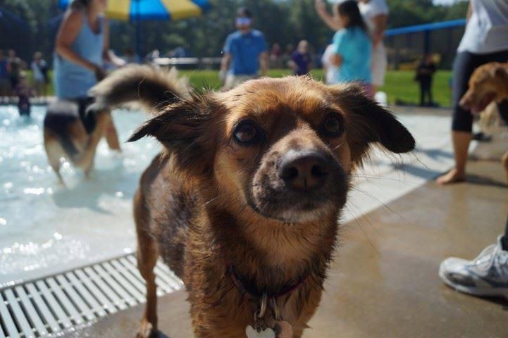 Pet Friendly Doggy Dip