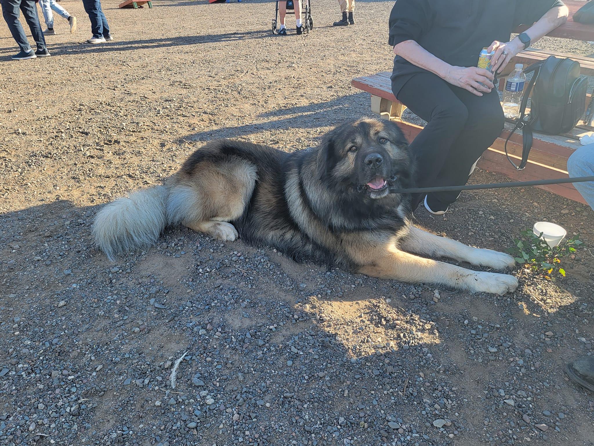 Pet Friendly Midsummer Night's Dream