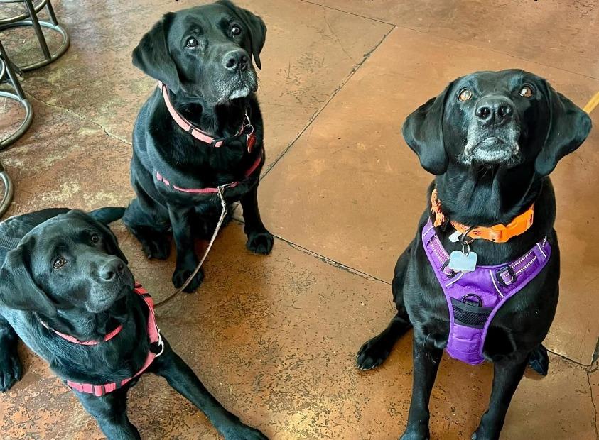 Pet Friendly Yappy Hour at Mutt Lynch Winery