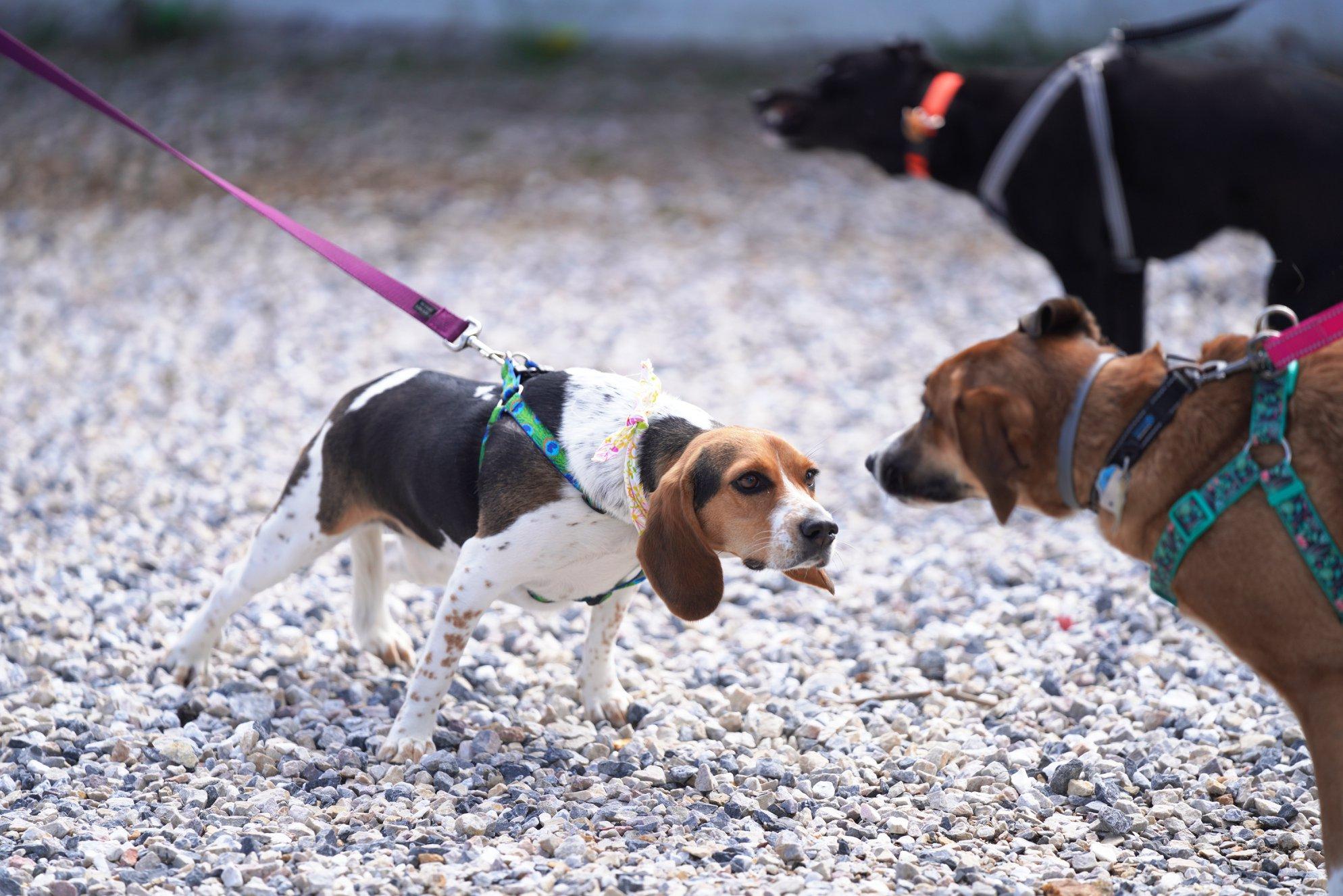 Pet Friendly Doggie Egg Hunt