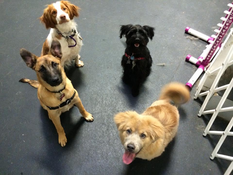 Pet Friendly Frolick Small Dog Playgroup