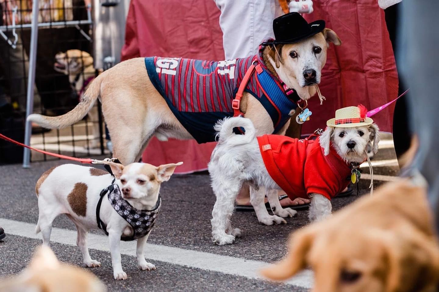 BringFido to Bark at the Park with the Texas Rangers