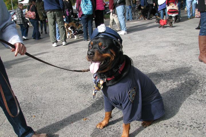 Pet Friendly Fall Dog Parade & Costume Contest
