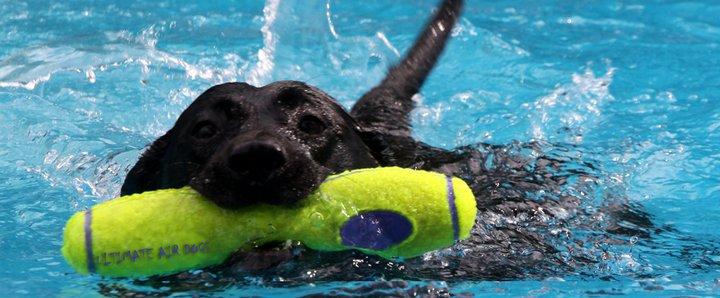 Splash Your Pups Air Dogs