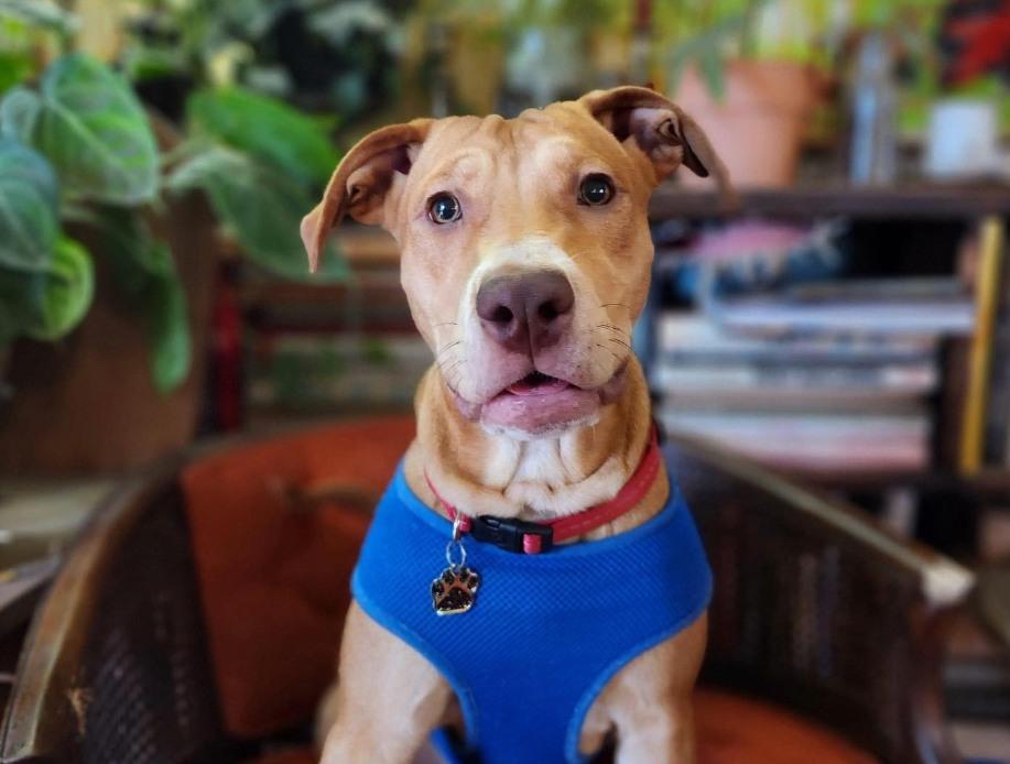 Pet Friendly Dogs & Daiquiris
