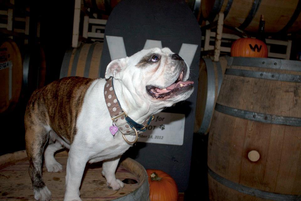 dog friendly new years eve breaks