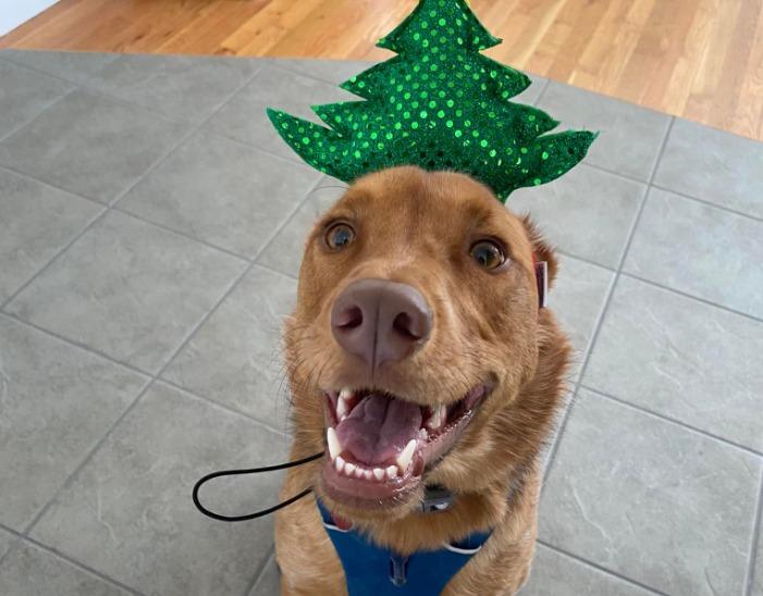 BringFido to Pictures with Santa Paws