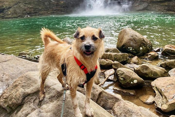 Pet Friendly National Puppy Day Hike