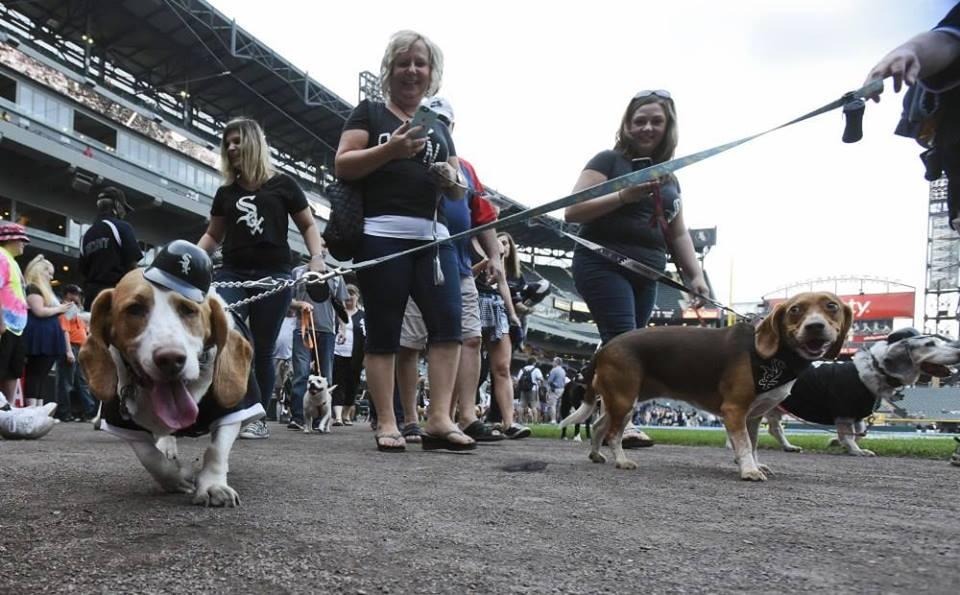 Chicago White Sox Dog Day
