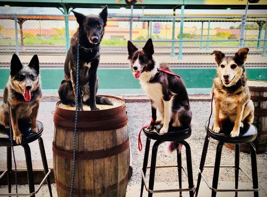 Pet Friendly Yappy Hour at The BrewErie at Union Station