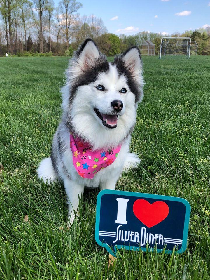 Dog Events In Maryland Bringfido