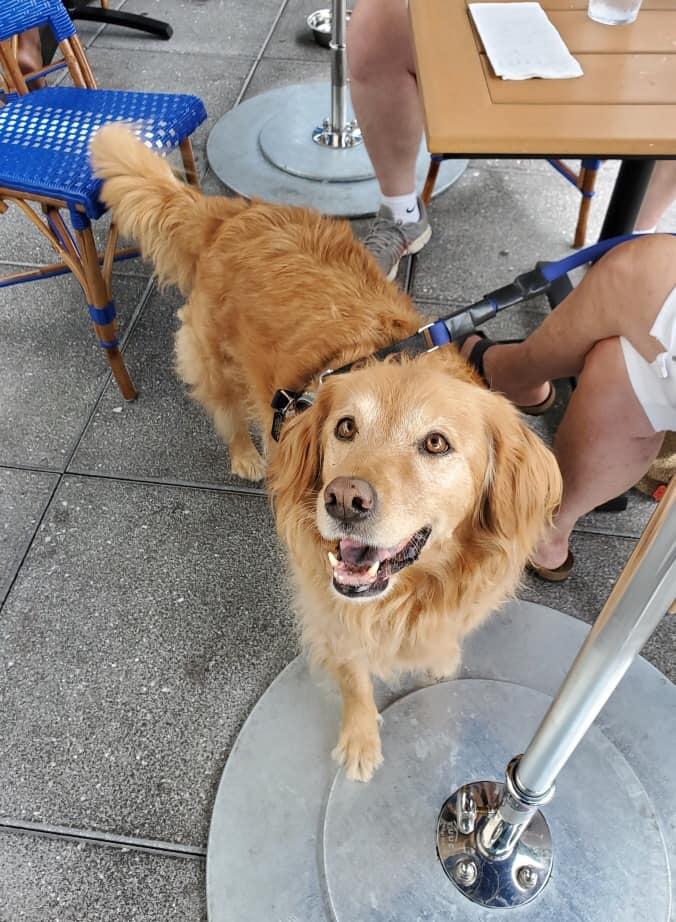Pups On The Patio Silver Diner Rio