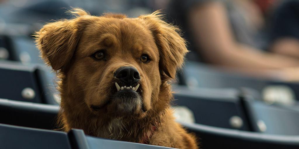 Pet Friendly Bark in the Park with Durham Bulls