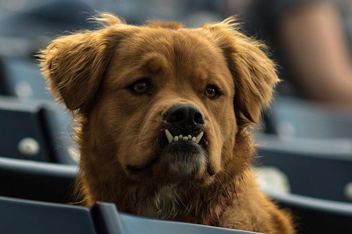 Dog Events In Raleigh Nc Bringfido Dog Events Wake County May 2022