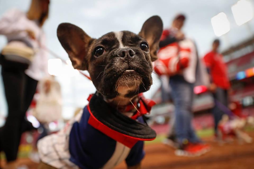 cincinnati reds dog jersey