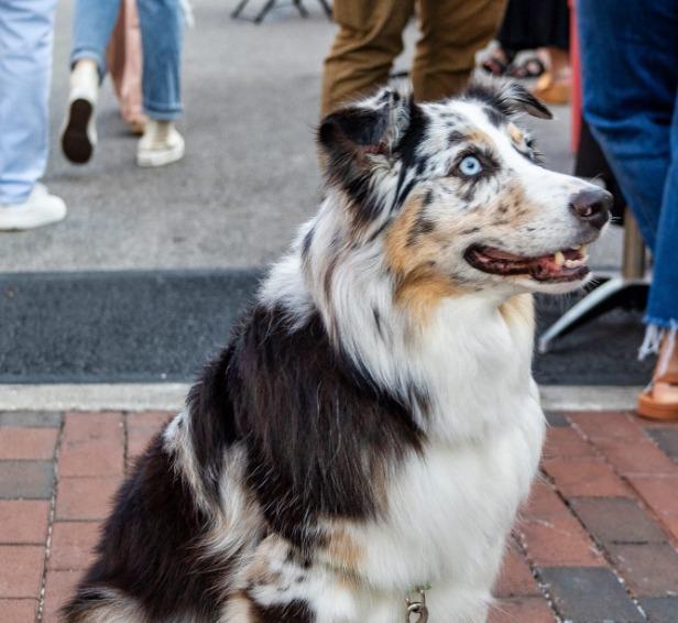 Pet Friendly Crocker Park Wine Festival
