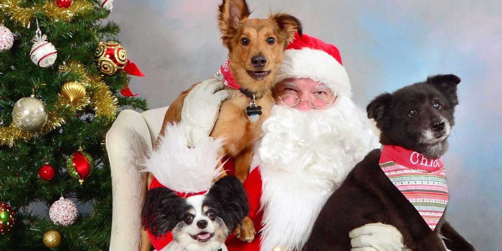 Picture Your Pet With Santa